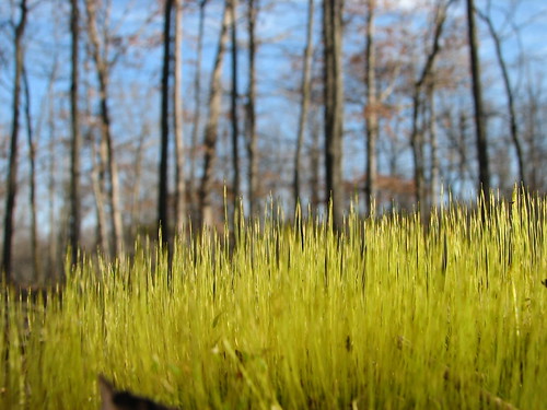 hairy moss