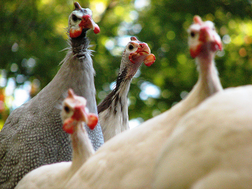 Guineas in the Boonies