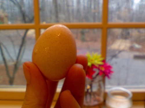 Guinea Hen egg