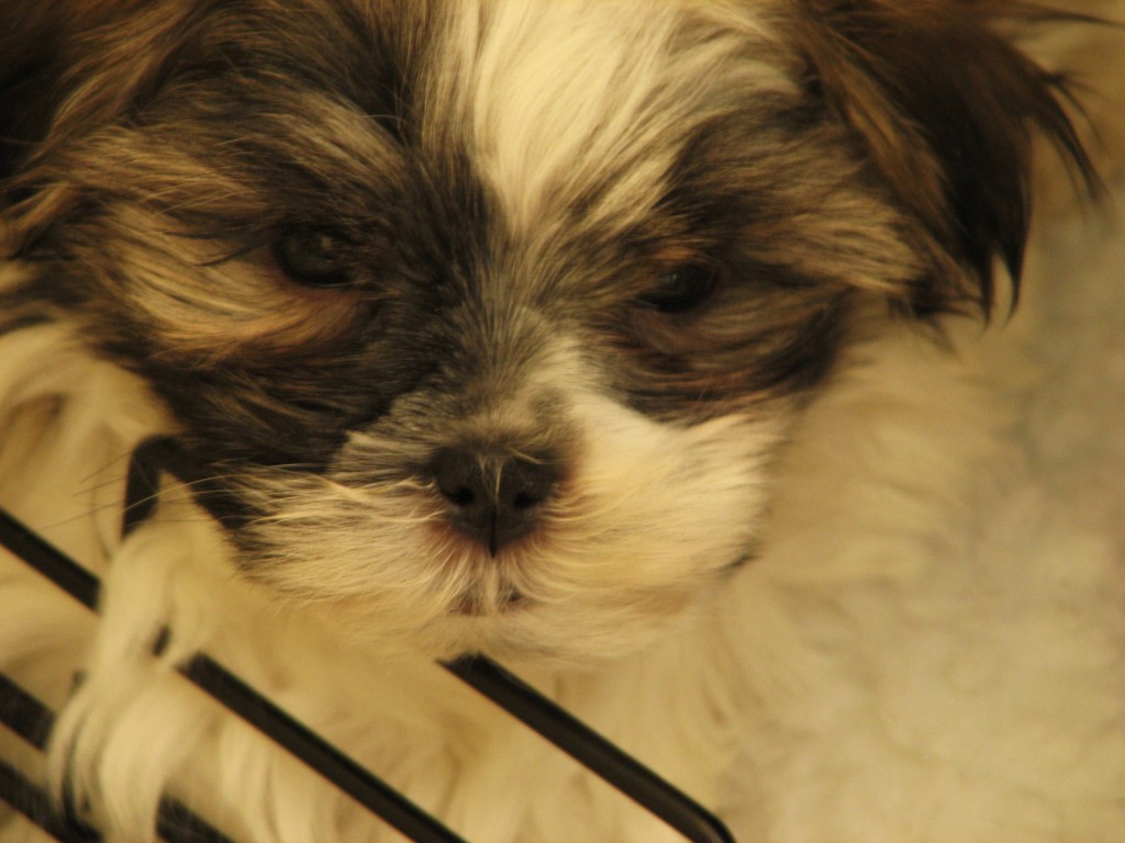 Buddy 8 weeks