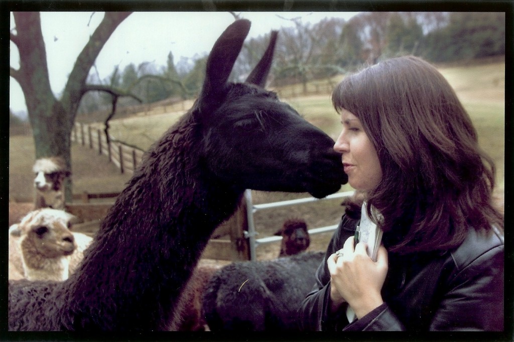kiss the llama