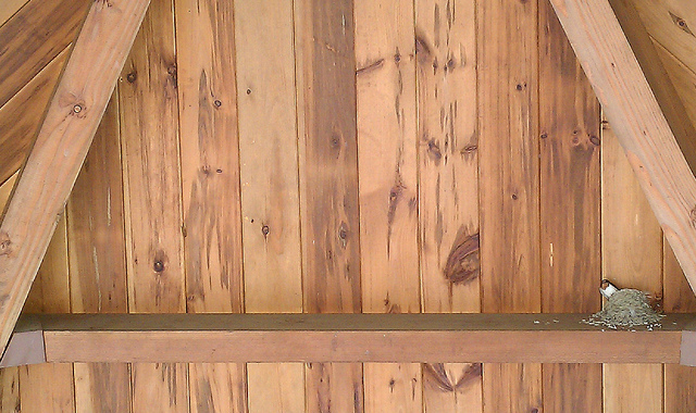 Tennessee barn swallow