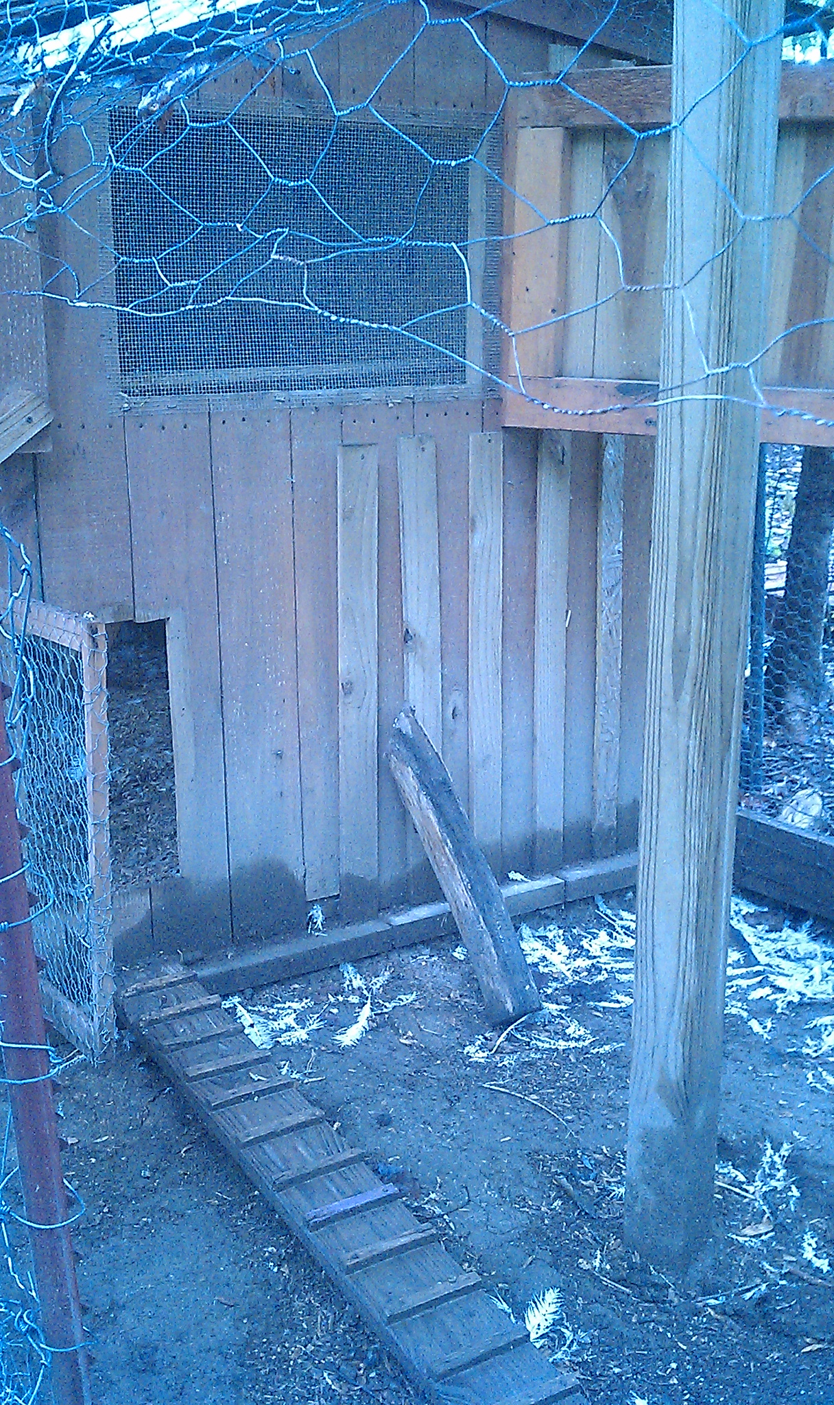 guinea coop